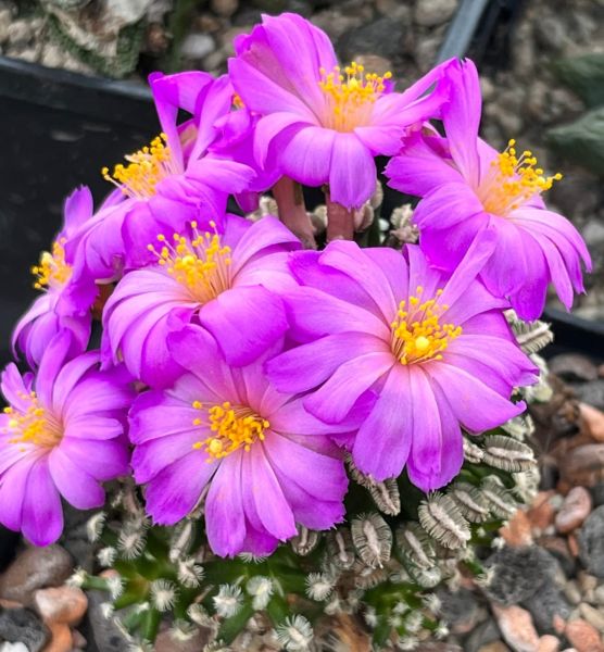 Mammillaria bertholdii